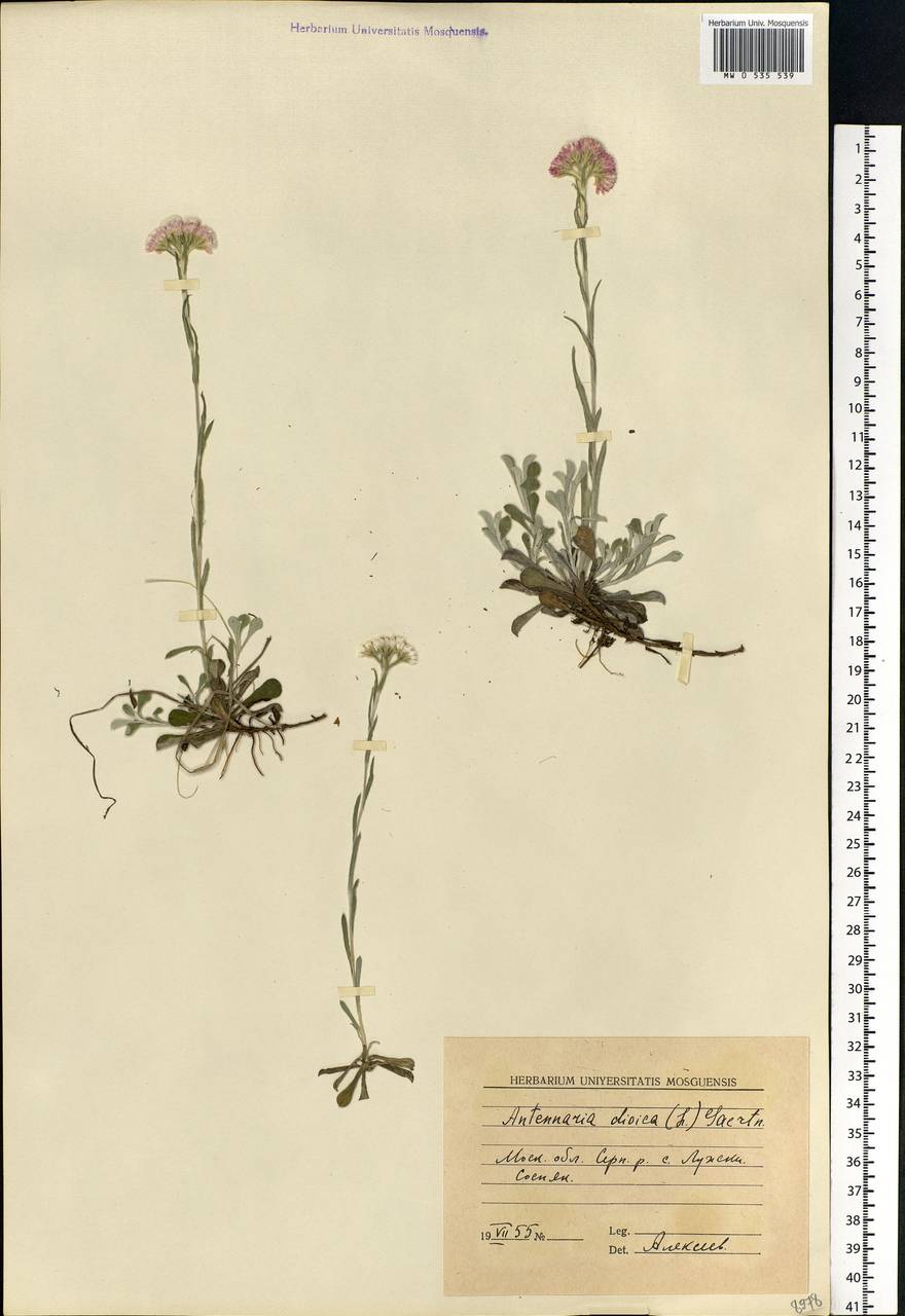 Antennaria dioica (L.) Gaertn., Eastern Europe, Moscow region (E4a) (Russia)