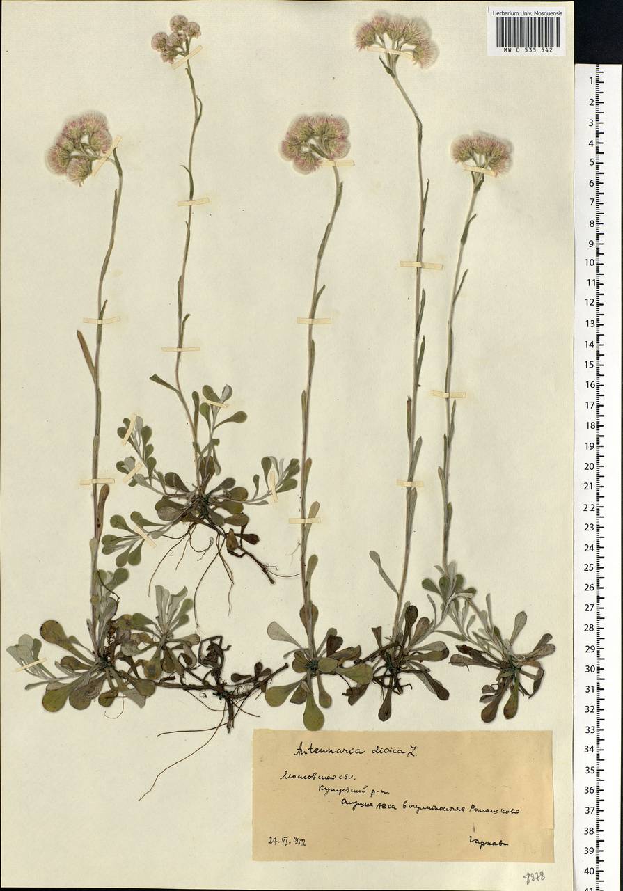 Antennaria dioica (L.) Gaertn., Eastern Europe, Moscow region (E4a) (Russia)