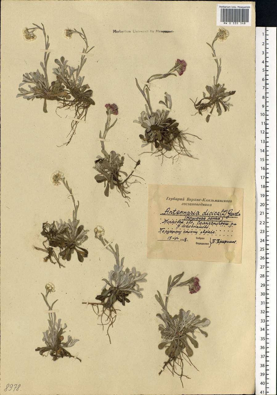 Antennaria dioica (L.) Gaertn., Eastern Europe, Moscow region (E4a) (Russia)