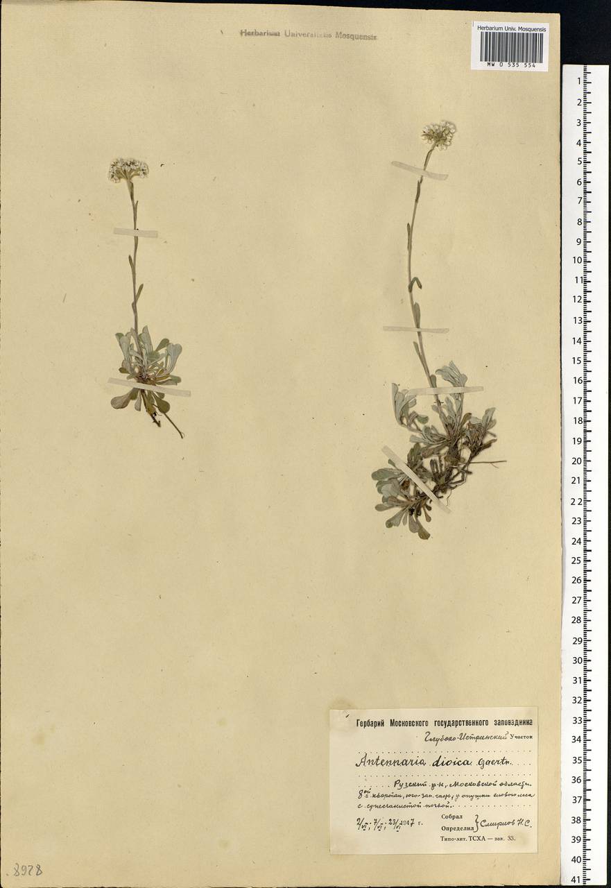 Antennaria dioica (L.) Gaertn., Eastern Europe, Moscow region (E4a) (Russia)