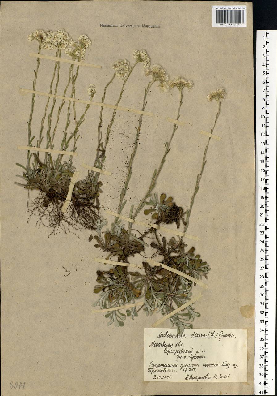 Antennaria dioica (L.) Gaertn., Eastern Europe, Moscow region (E4a) (Russia)