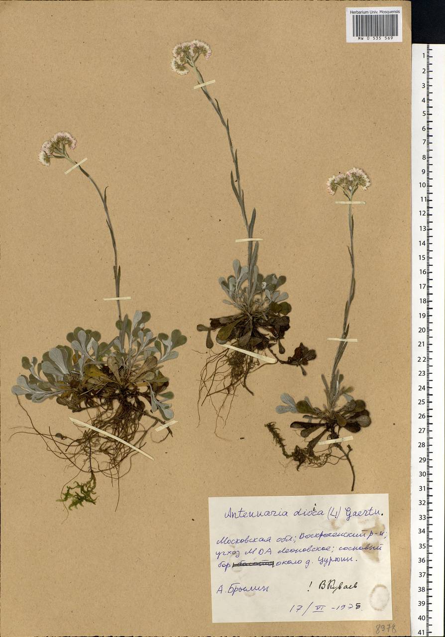 Antennaria dioica (L.) Gaertn., Eastern Europe, Moscow region (E4a) (Russia)