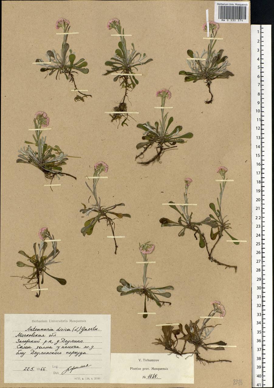 Antennaria dioica (L.) Gaertn., Eastern Europe, Moscow region (E4a) (Russia)