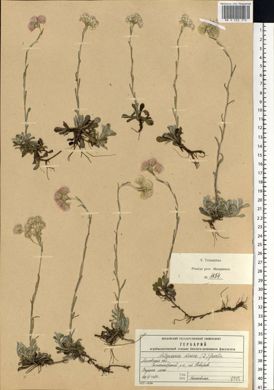 Antennaria dioica (L.) Gaertn., Eastern Europe, Moscow region (E4a) (Russia)