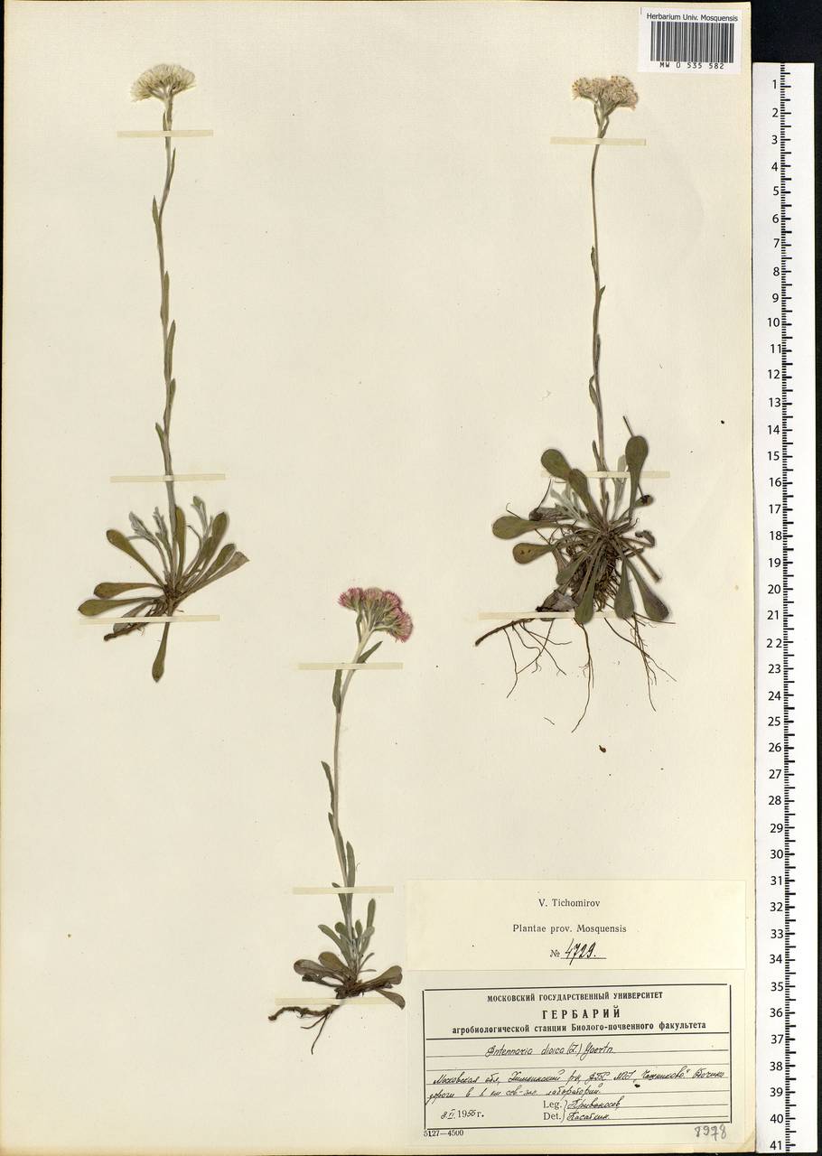 Antennaria dioica (L.) Gaertn., Eastern Europe, Moscow region (E4a) (Russia)