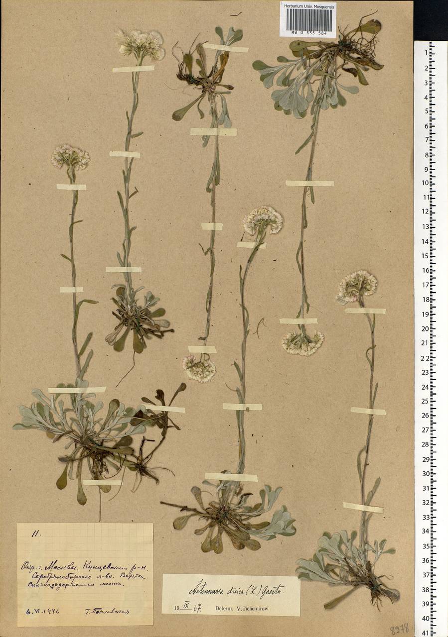 Antennaria dioica (L.) Gaertn., Eastern Europe, Moscow region (E4a) (Russia)