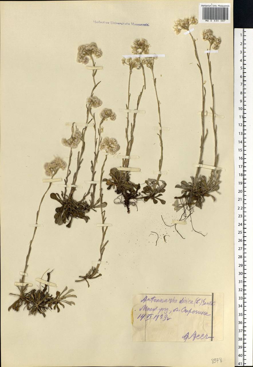 Antennaria dioica (L.) Gaertn., Eastern Europe, Moscow region (E4a) (Russia)