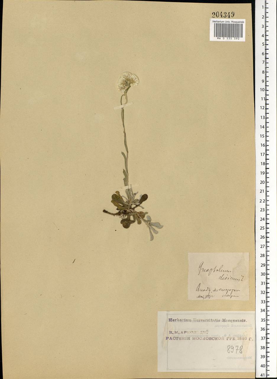 Antennaria dioica (L.) Gaertn., Eastern Europe, Moscow region (E4a) (Russia)