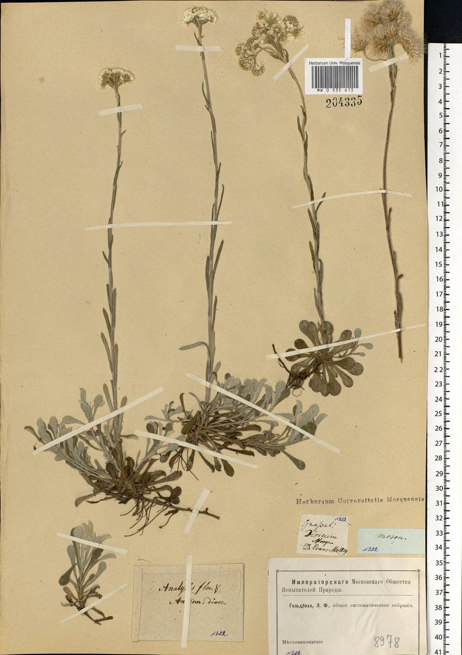 Antennaria dioica (L.) Gaertn., Eastern Europe, Moscow region (E4a) (Russia)