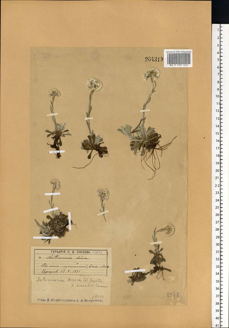 Antennaria dioica (L.) Gaertn., Eastern Europe, Moscow region (E4a) (Russia)