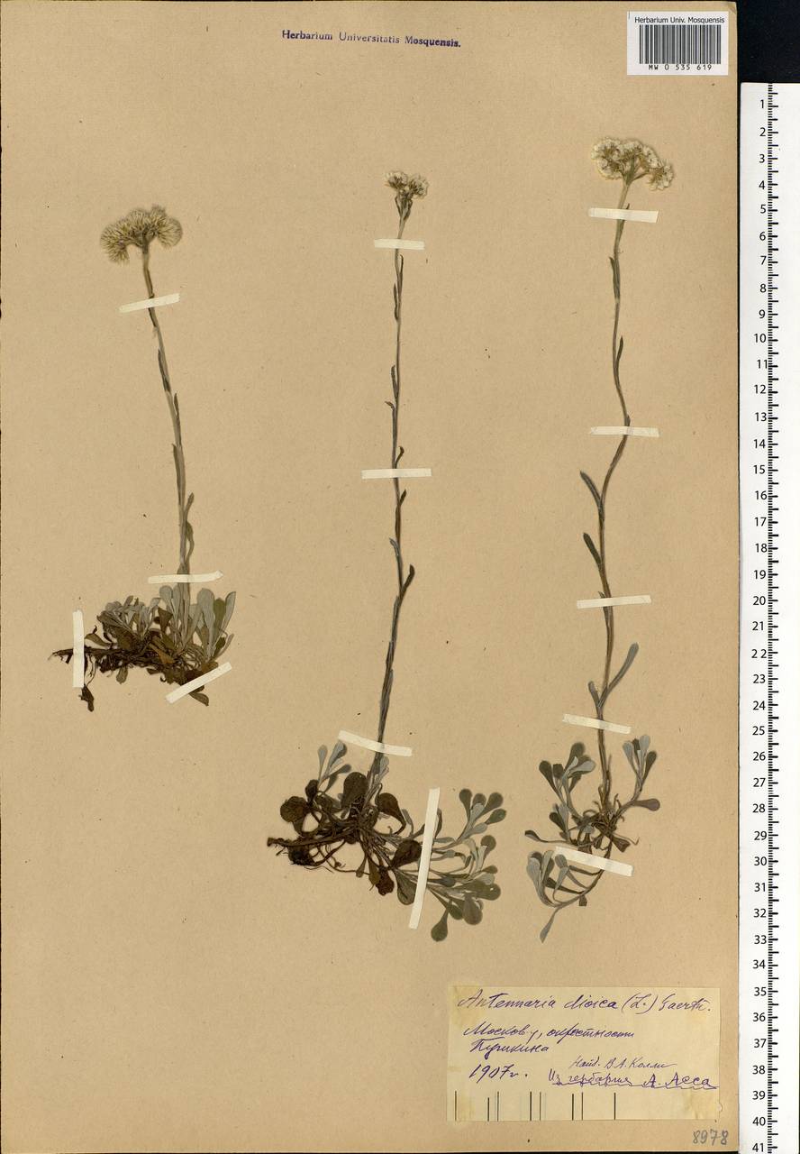 Antennaria dioica (L.) Gaertn., Eastern Europe, Moscow region (E4a) (Russia)