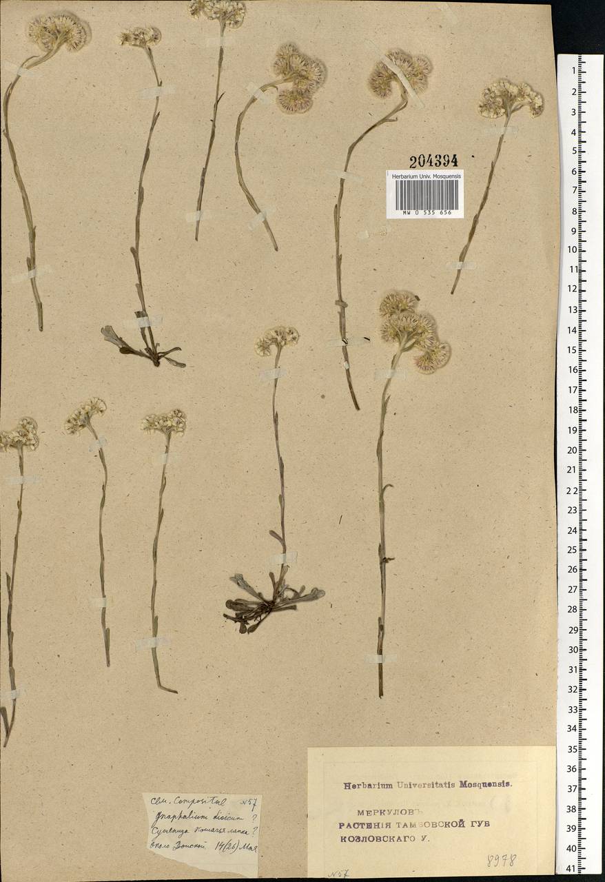 Antennaria dioica (L.) Gaertn., Eastern Europe, Central forest-and-steppe region (E6) (Russia)