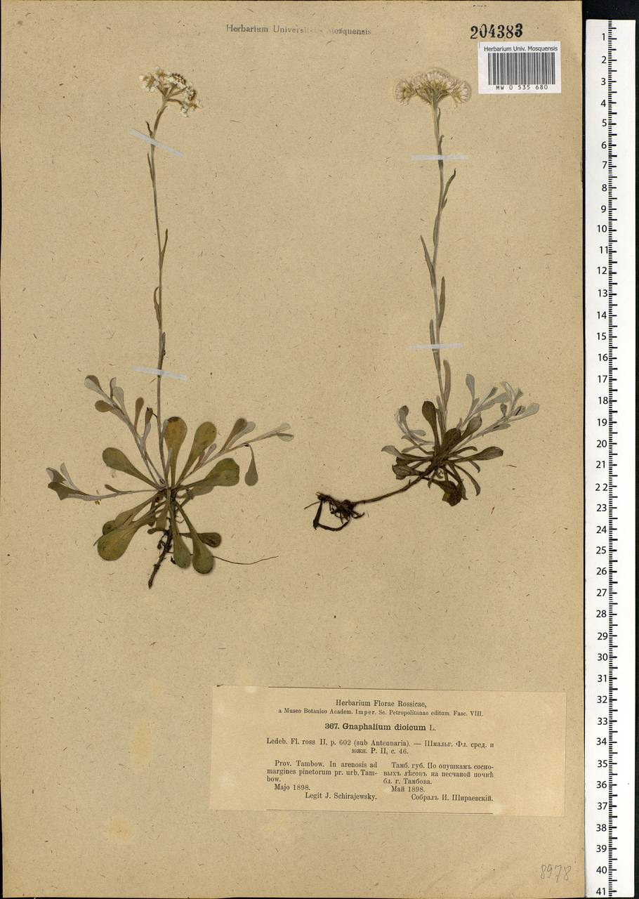 Antennaria dioica (L.) Gaertn., Eastern Europe, Central forest-and-steppe region (E6) (Russia)