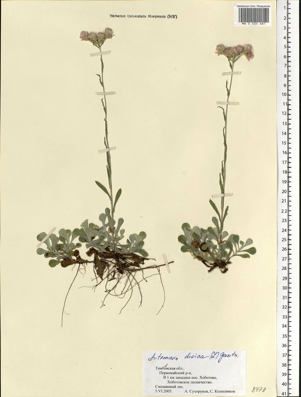 Antennaria dioica (L.) Gaertn., Eastern Europe, Central forest-and-steppe region (E6) (Russia)