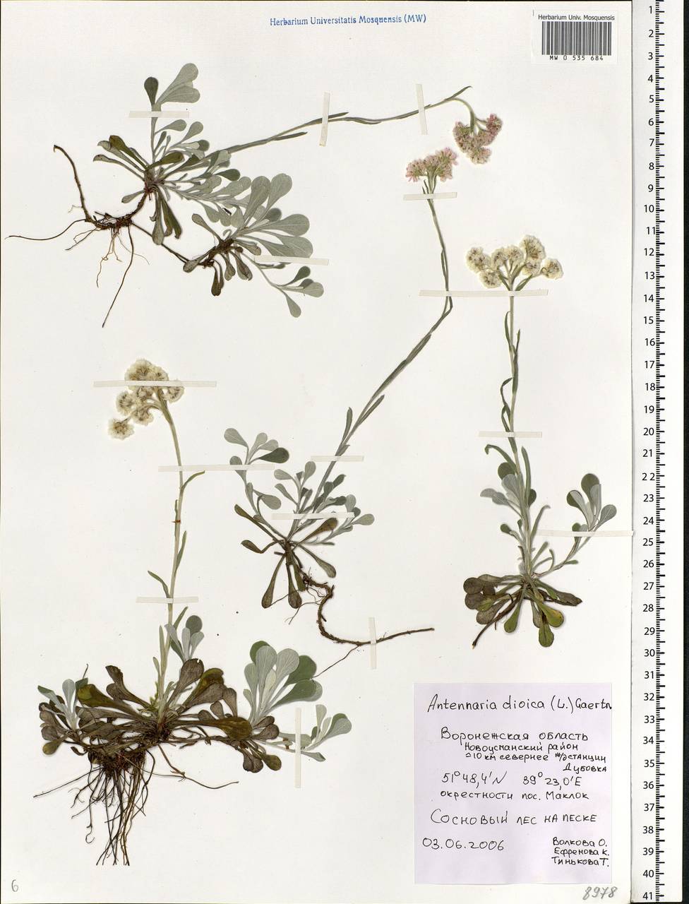 Antennaria dioica (L.) Gaertn., Eastern Europe, Central forest-and-steppe region (E6) (Russia)
