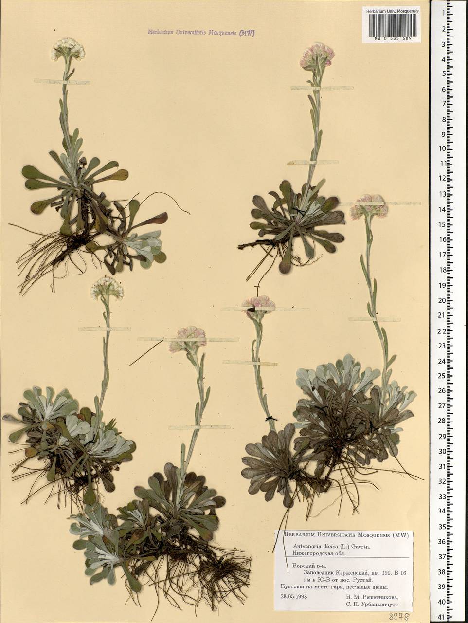 Antennaria dioica (L.) Gaertn., Eastern Europe, Volga-Kama region (E7) (Russia)