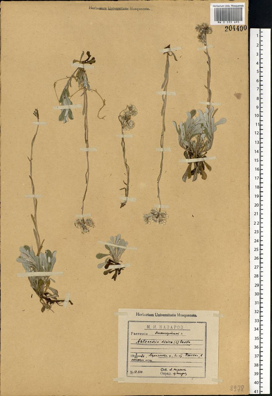 Antennaria dioica (L.) Gaertn., Eastern Europe, Volga-Kama region (E7) (Russia)