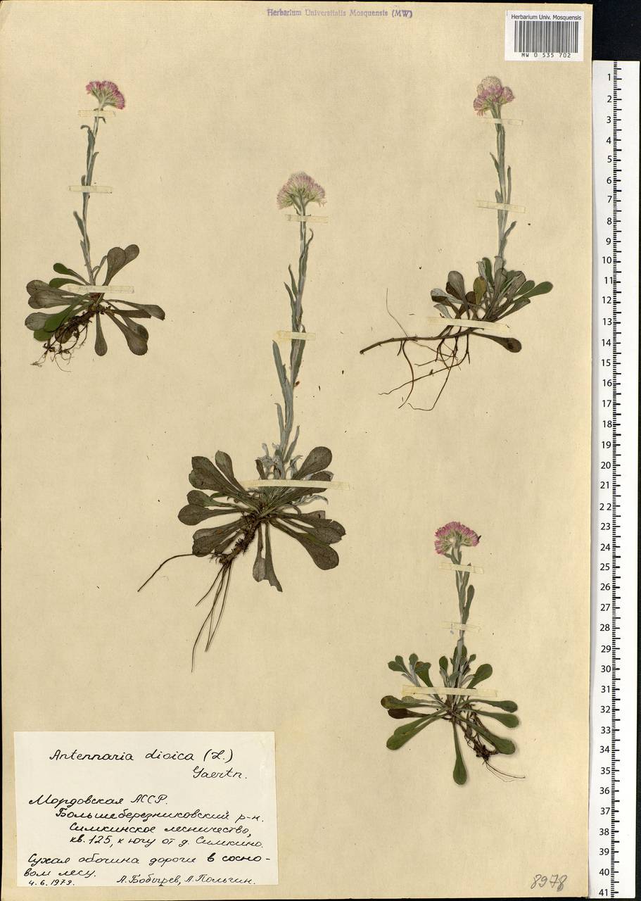 Antennaria dioica (L.) Gaertn., Eastern Europe, Middle Volga region (E8) (Russia)