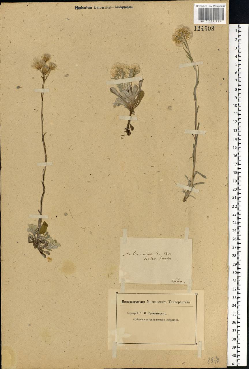 Antennaria dioica (L.) Gaertn., Eastern Europe, Middle Volga region (E8) (Russia)