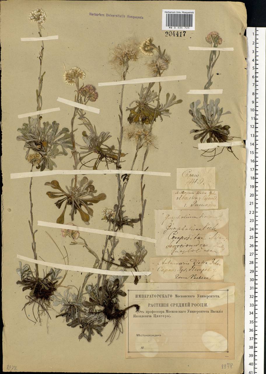 Antennaria dioica (L.) Gaertn., Eastern Europe, Lower Volga region (E9) (Russia)