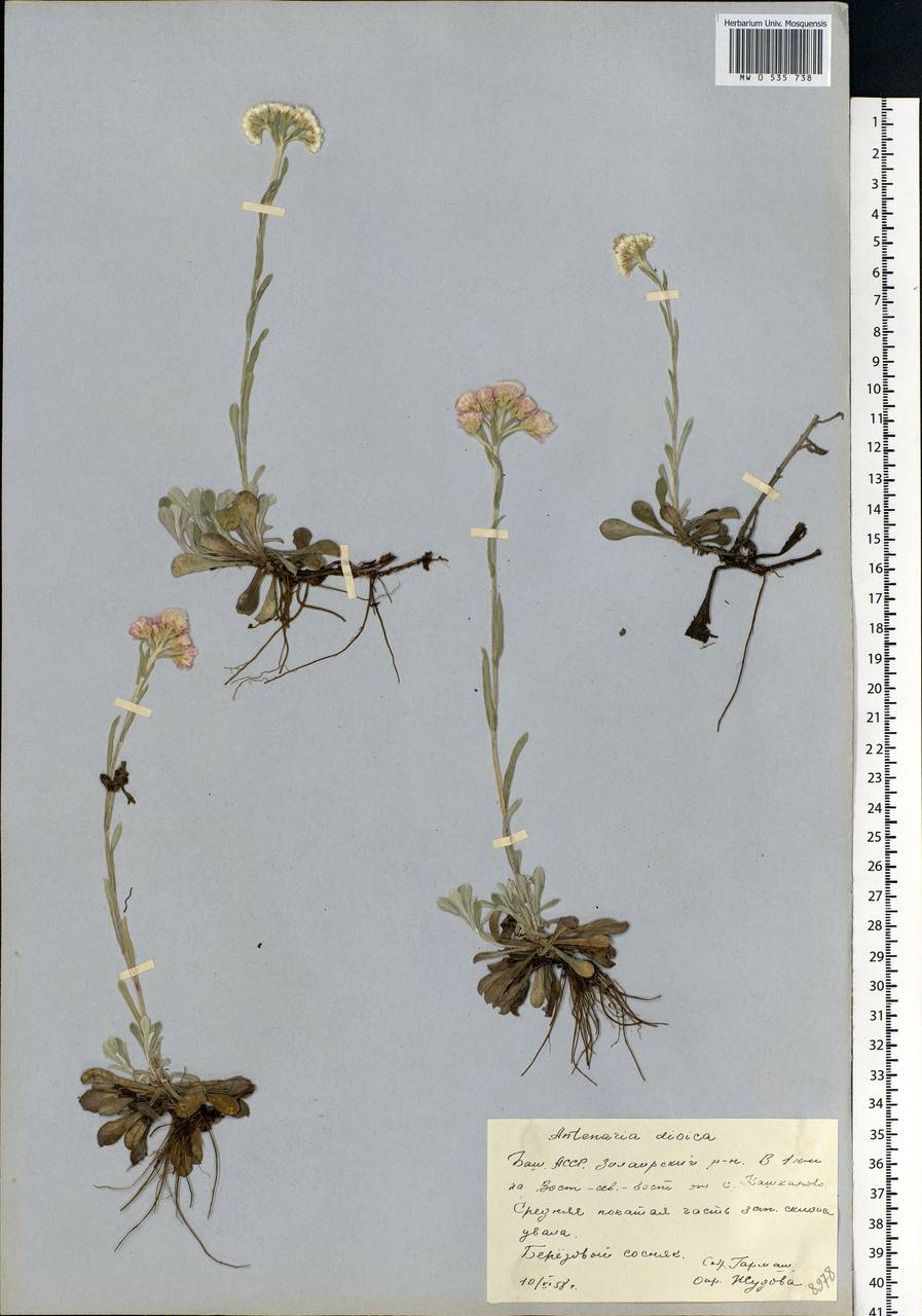 Antennaria dioica (L.) Gaertn., Eastern Europe, Eastern region (E10) (Russia)