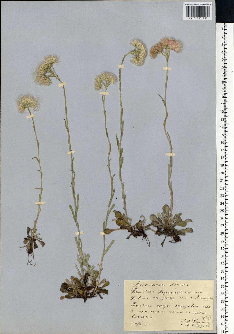 Antennaria dioica (L.) Gaertn., Eastern Europe, Eastern region (E10) (Russia)