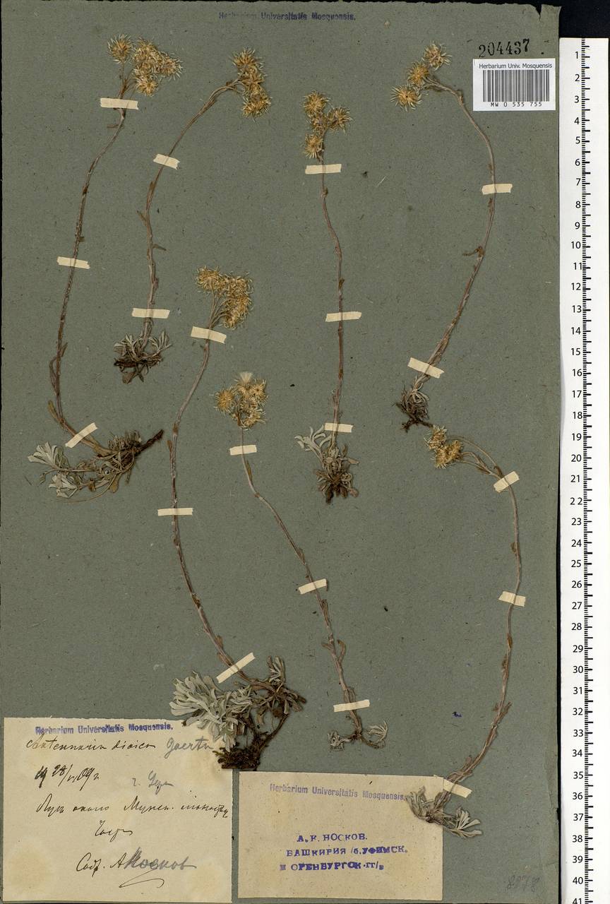 Antennaria dioica (L.) Gaertn., Eastern Europe, Eastern region (E10) (Russia)