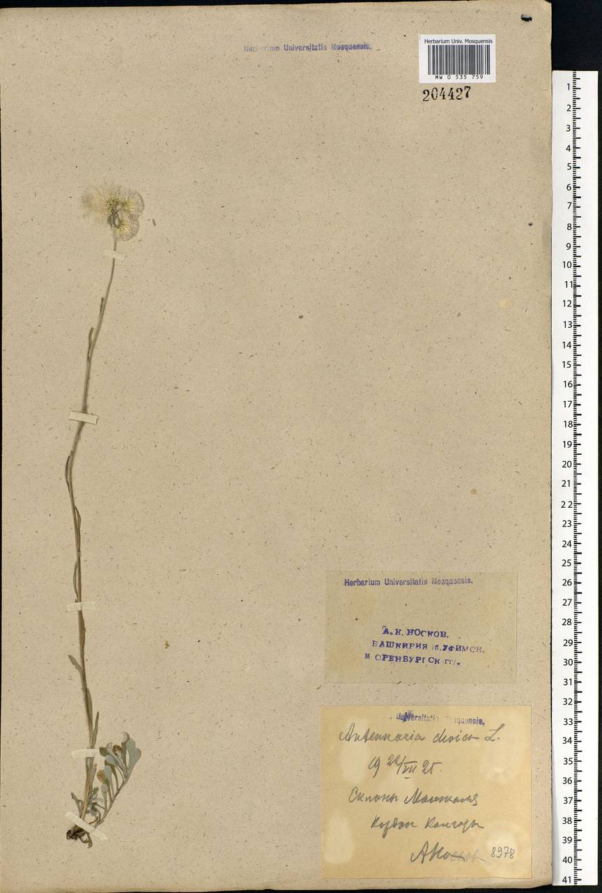 Antennaria dioica (L.) Gaertn., Eastern Europe, Eastern region (E10) (Russia)
