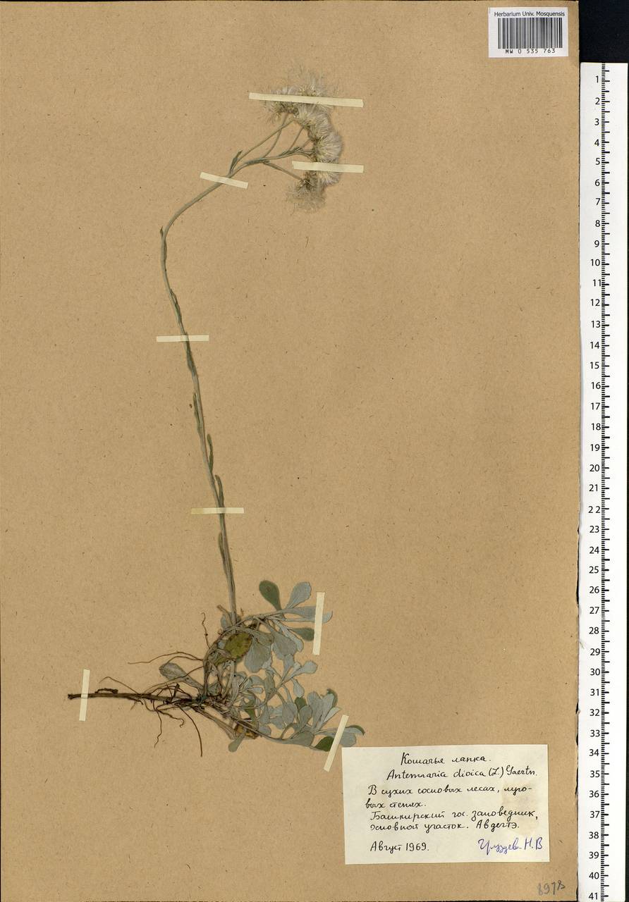 Antennaria dioica (L.) Gaertn., Eastern Europe, Eastern region (E10) (Russia)