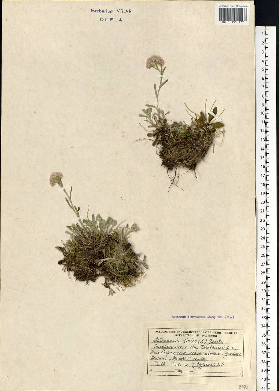 Antennaria dioica (L.) Gaertn., Eastern Europe, West Ukrainian region (E13) (Ukraine)