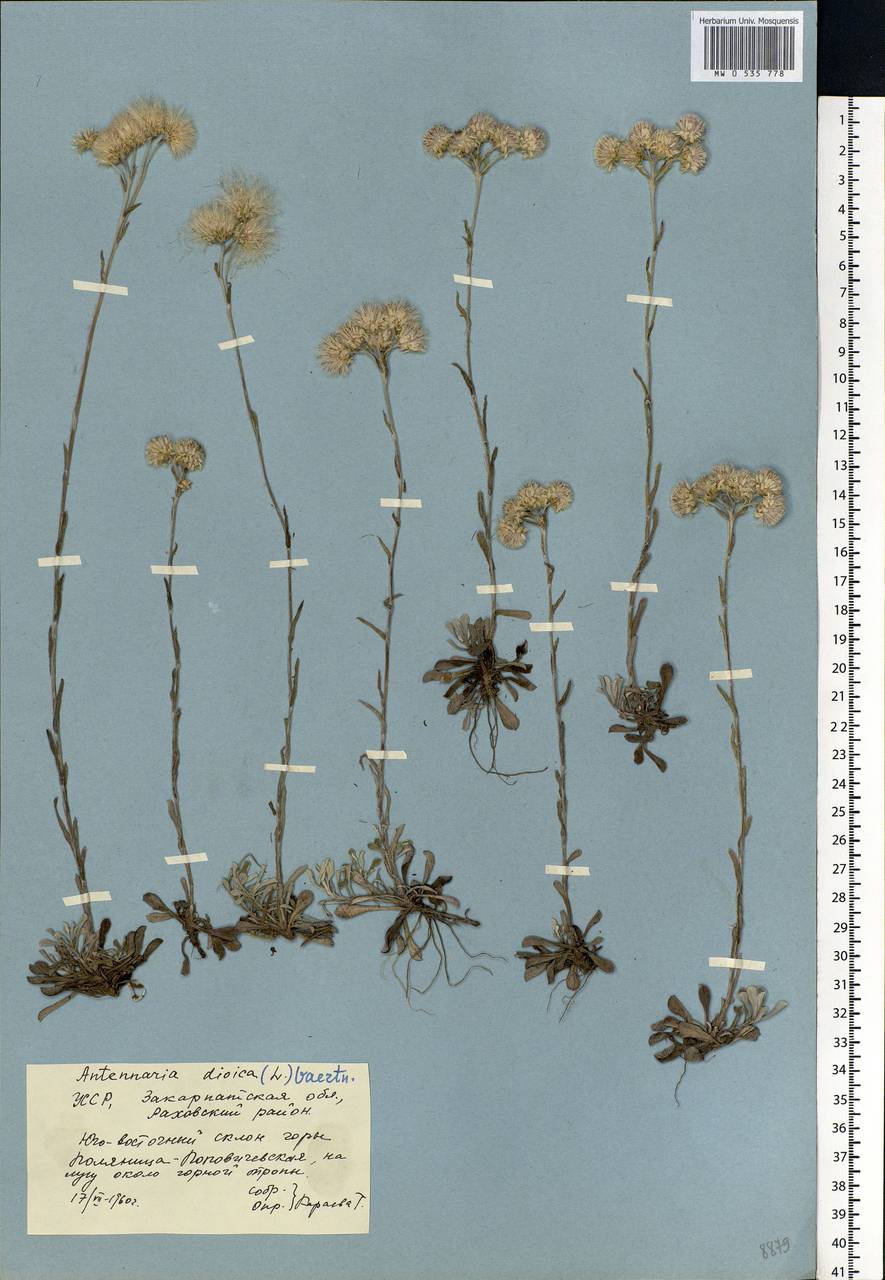 Antennaria dioica (L.) Gaertn., Eastern Europe, West Ukrainian region (E13) (Ukraine)