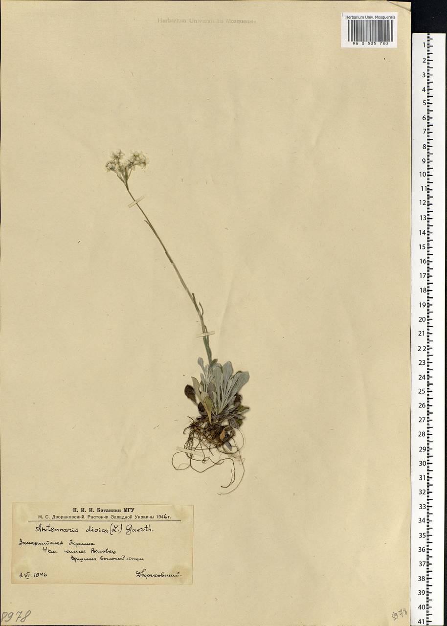 Antennaria dioica (L.) Gaertn., Eastern Europe, West Ukrainian region (E13) (Ukraine)