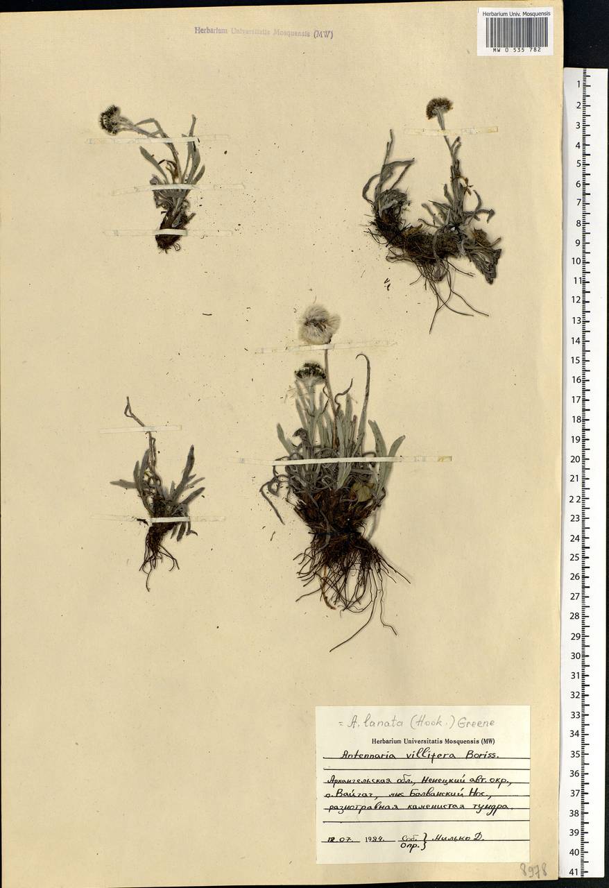 Antennaria lanata (Hook.) Greene, Eastern Europe, Northern region (E1) (Russia)