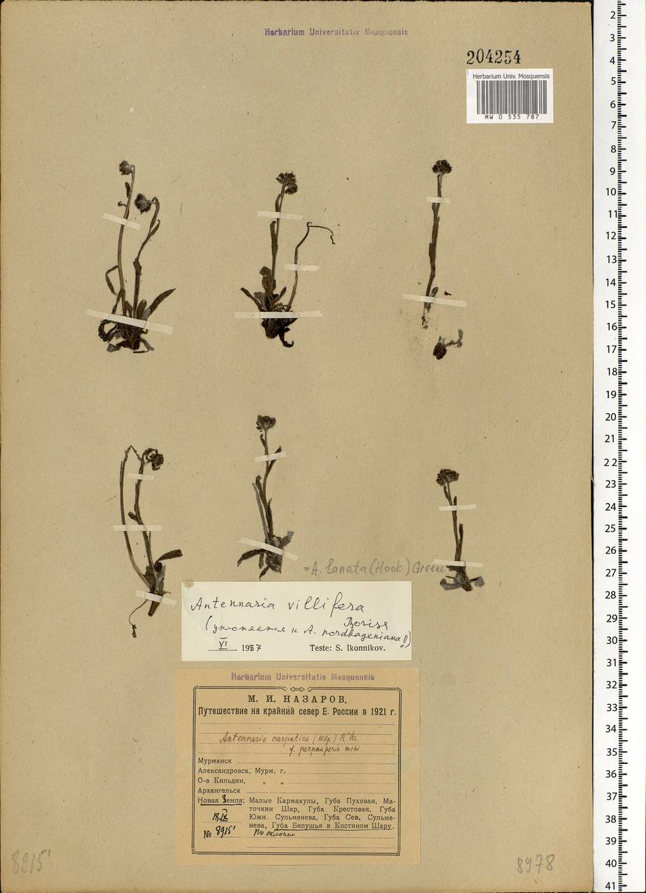 Antennaria lanata (Hook.) Greene, Eastern Europe, Northern region (E1) (Russia)
