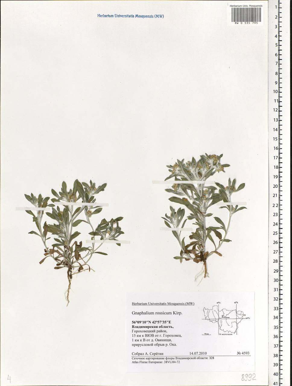 Gnaphalium rossicum Kirp., Eastern Europe, Central region (E4) (Russia)