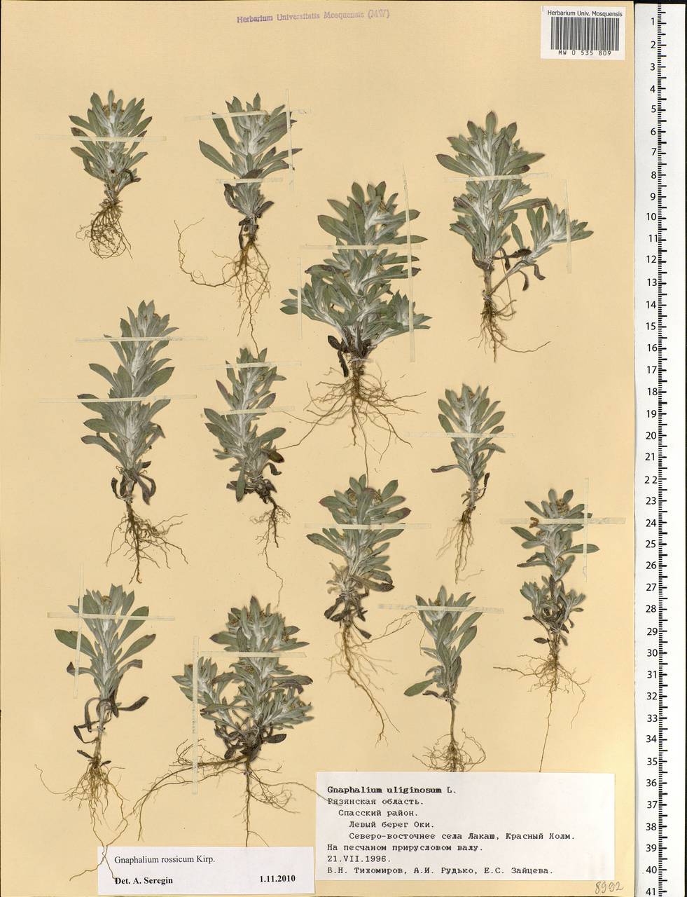 Gnaphalium rossicum Kirp., Eastern Europe, Central region (E4) (Russia)