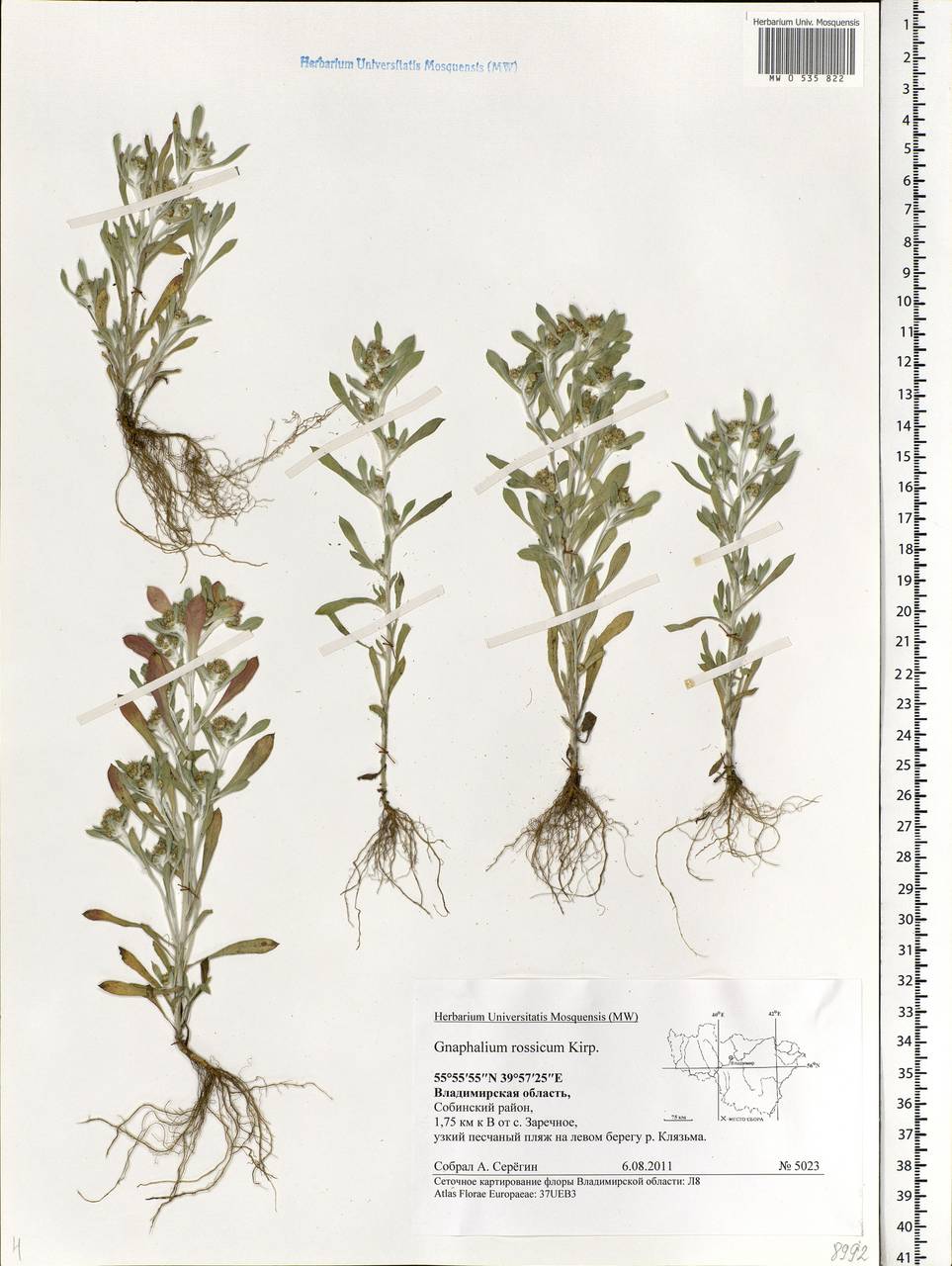 Gnaphalium rossicum Kirp., Eastern Europe, Central region (E4) (Russia)