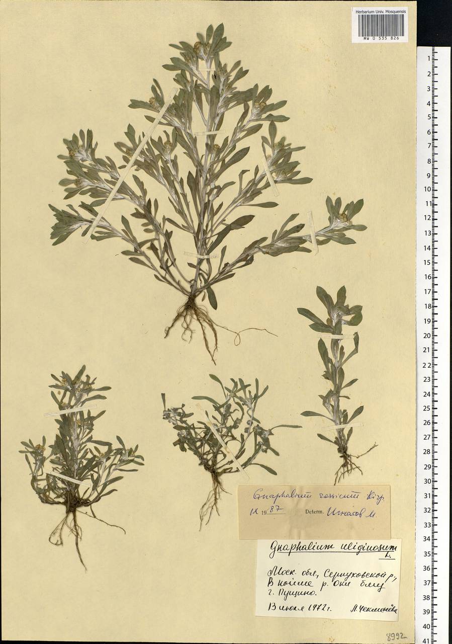 Gnaphalium rossicum Kirp., Eastern Europe, Moscow region (E4a) (Russia)