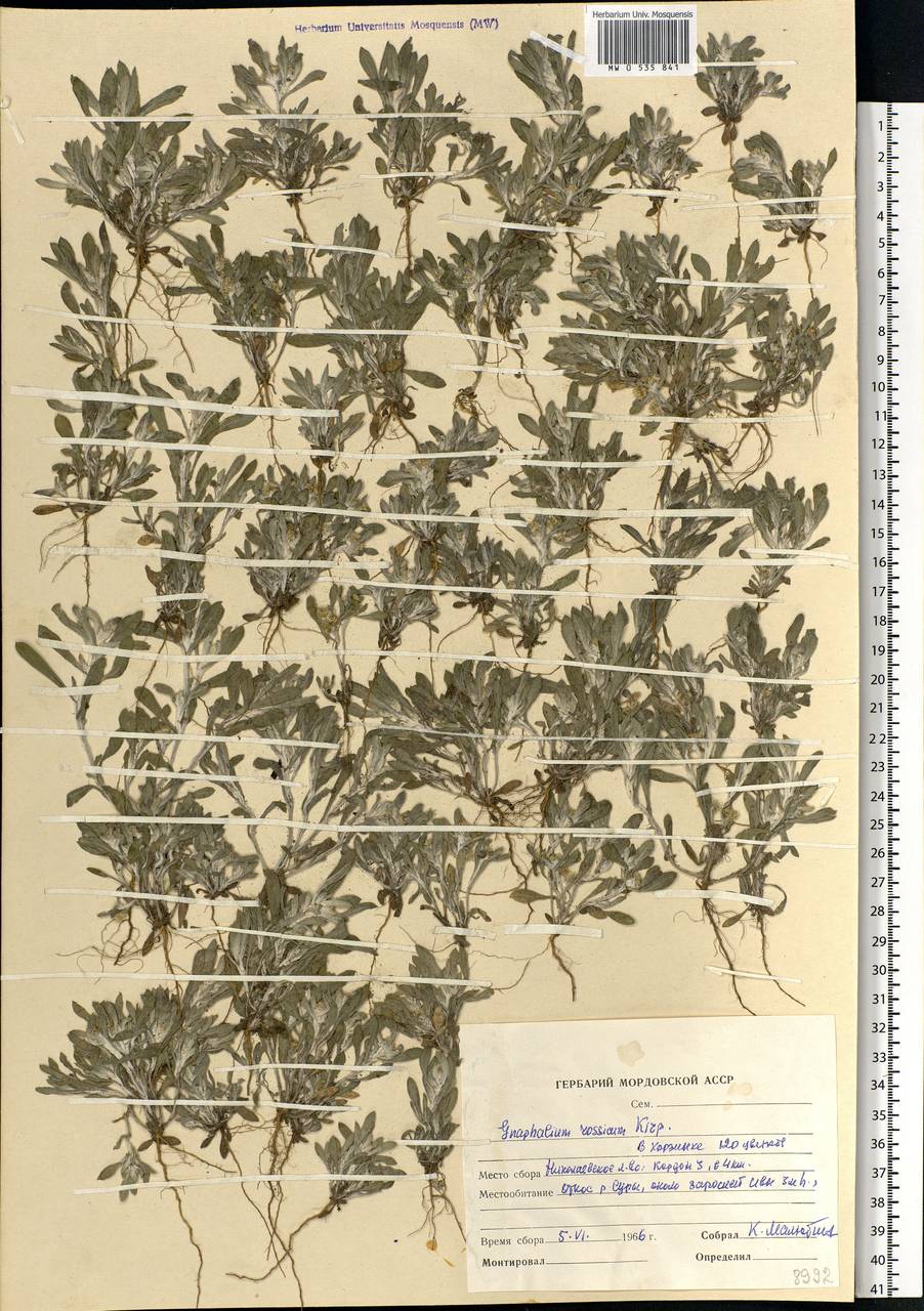 Gnaphalium rossicum Kirp., Eastern Europe, Middle Volga region (E8) (Russia)