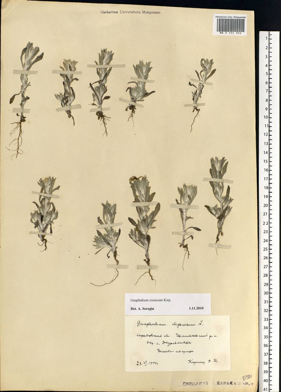 Gnaphalium rossicum Kirp., Eastern Europe, Lower Volga region (E9) (Russia)