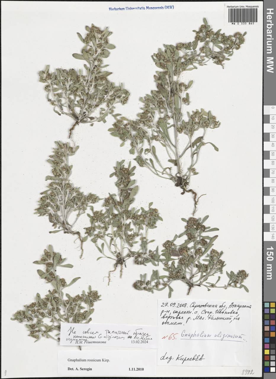 Gnaphalium rossicum Kirp., Eastern Europe, Lower Volga region (E9) (Russia)