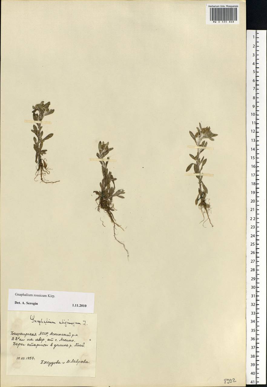 Gnaphalium rossicum Kirp., Eastern Europe, Eastern region (E10) (Russia)