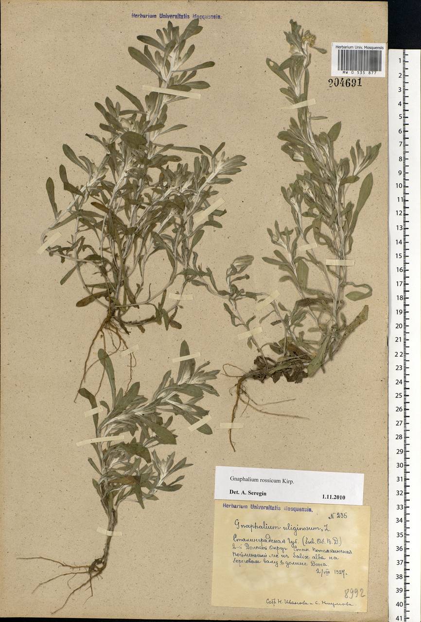 Gnaphalium rossicum Kirp., Eastern Europe, Lower Volga region (E9) (Russia)