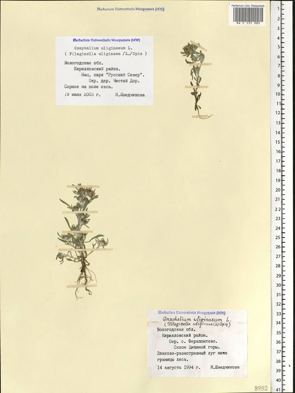 Gnaphalium uliginosum L., Eastern Europe, Northern region (E1) (Russia)