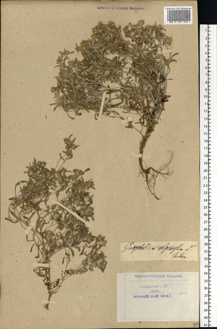 Gnaphalium uliginosum L., Eastern Europe, North-Western region (E2) (Russia)