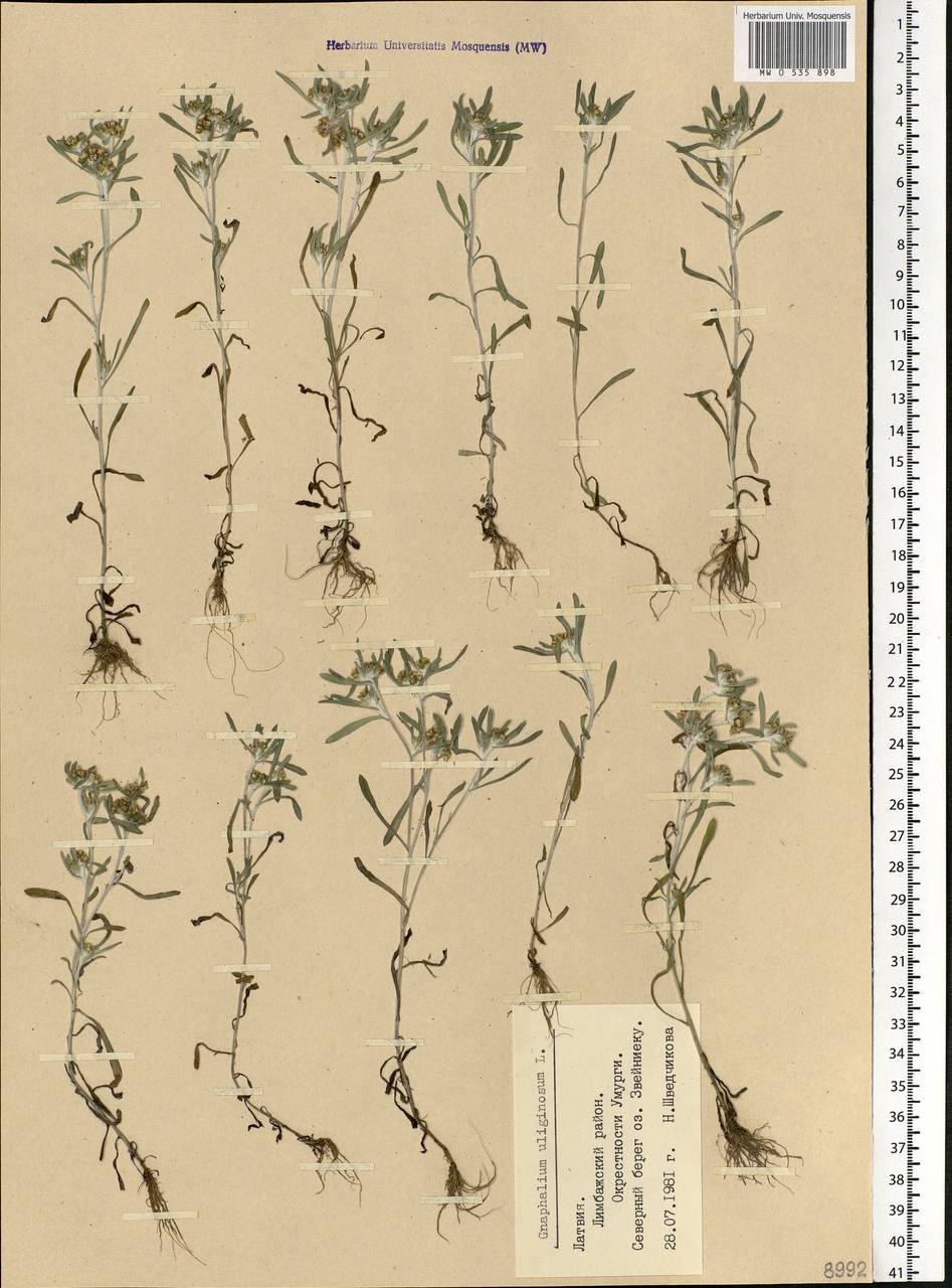 Gnaphalium uliginosum L., Eastern Europe, Latvia (E2b) (Latvia)