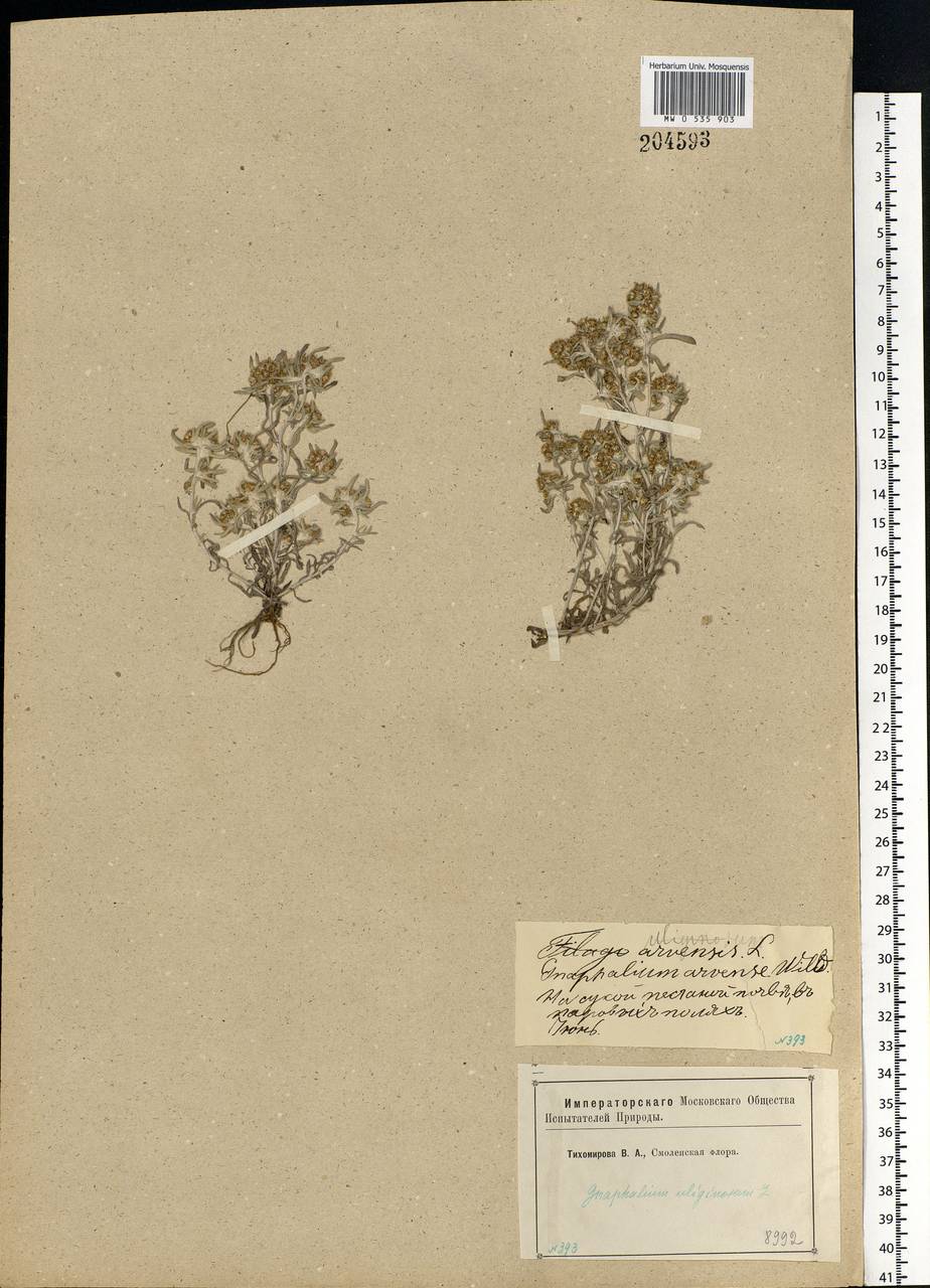 Gnaphalium uliginosum L., Eastern Europe, Western region (E3) (Russia)