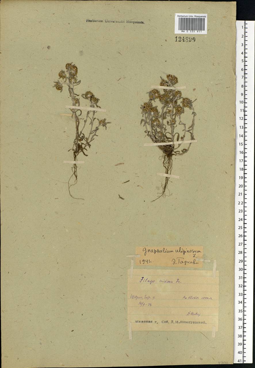 Gnaphalium uliginosum L., Eastern Europe, Belarus (E3a) (Belarus)