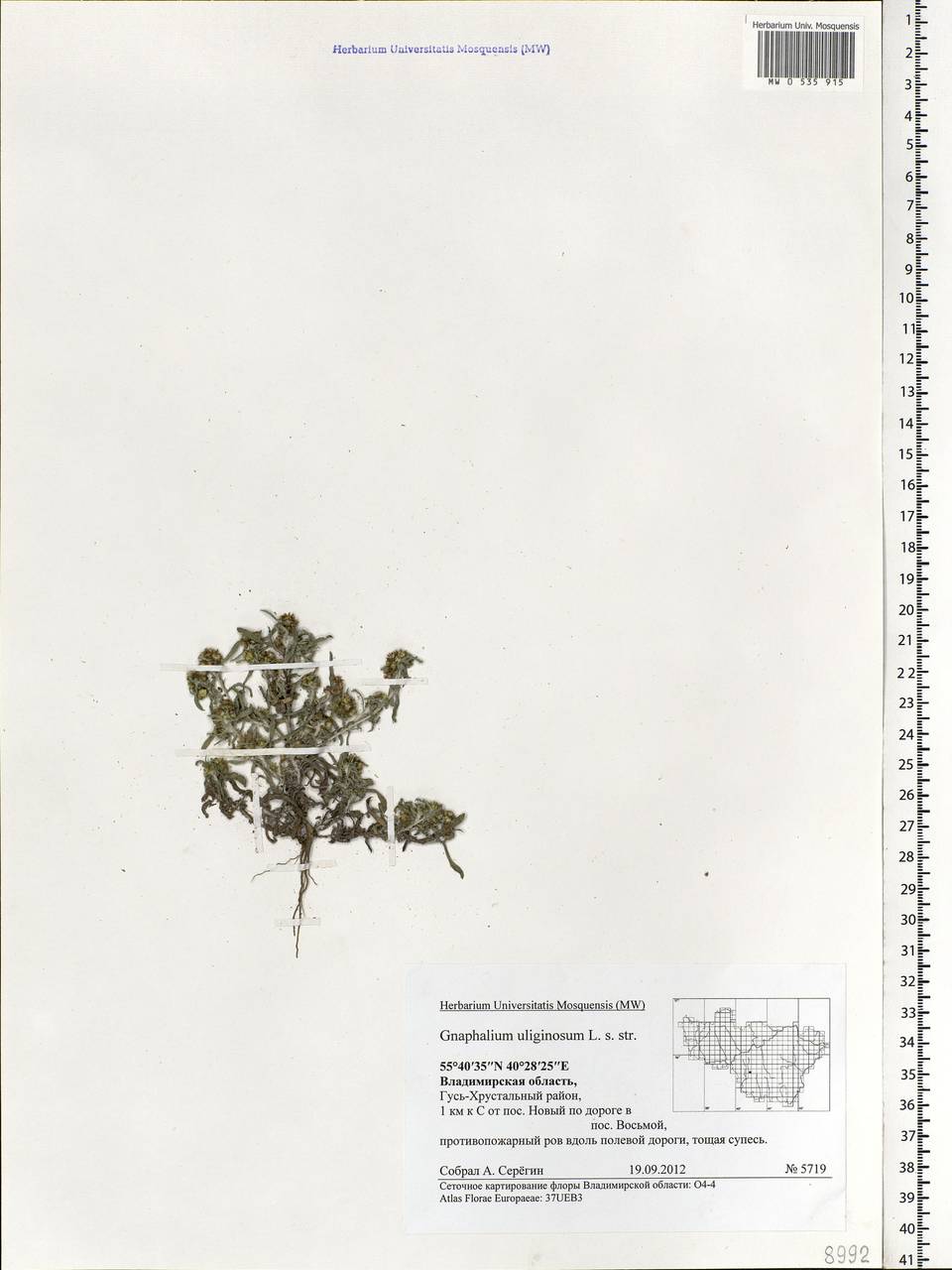 Gnaphalium uliginosum L., Eastern Europe, Central region (E4) (Russia)