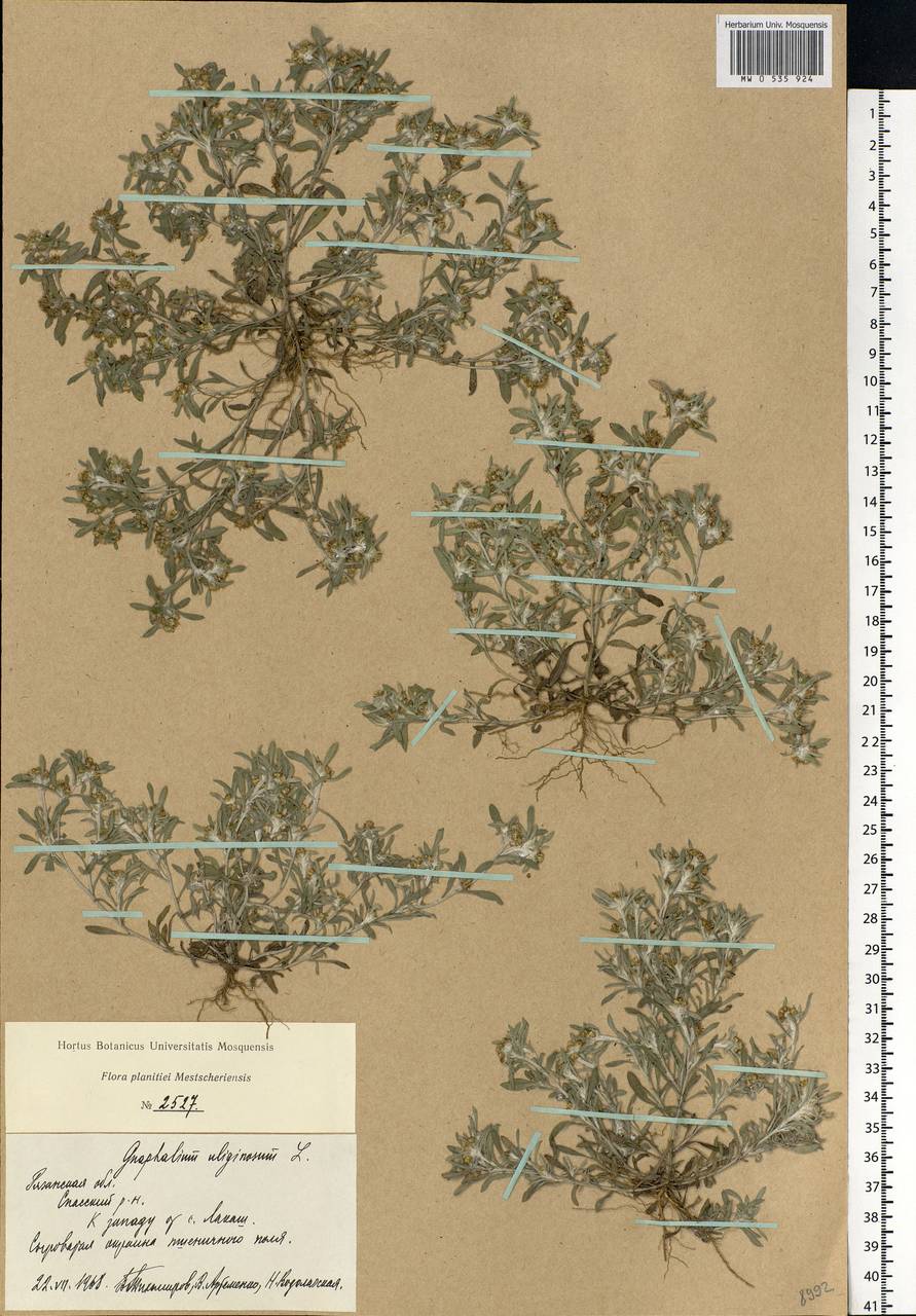 Gnaphalium uliginosum L., Eastern Europe, Central region (E4) (Russia)